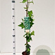 Hedera helix 70-80 cm rozenpot 2L