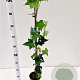 Hedera helix 70-80 cm rozenpot 2L