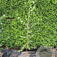 Betula pendula 200-250 cm 7,5L Gestokt