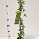 Hedera hel. 'Glacier' 70-80 cm rozenpot 2L