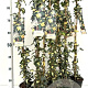 Hedera hel. 'Goldheart' 70-80 cm rozenpot 2L