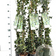 Hedera hel. 'Ivalace' 70-80 cm rozenpot 2L