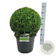 Buxus sempervirens 40-45 cm 15L bol antraciet