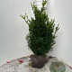 Buxus sempervirens 80-100 cm met kluit