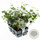 Hedera hibernica GM sixpack