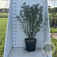 Hibiscus syr. 'Ardens' 100-125 cm 20L