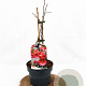 Chaenomeles sup. 'Pink Lady' 30-40 cm 2,0L