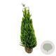 Chamaecyparis l. 'Ivonne' 160-180 cm met kluit extra