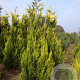Chamaecyparis l. 'Ivonne' 200-250 cm draadkluit solitair