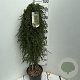 Cotoneaster pr. 'Queen of Carpets' 90 cm stam 7,5L