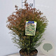 Cryptomeria j. 'Elegans' 30-40 cm 5,0L
