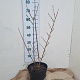 Forsythia int. 'Spectabilis' 60-80 cm 7,5L