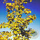 Ginkgo biloba 8-10 HO draadkluit