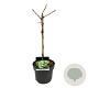 Ginkgo bil. 'Mariken' 40 cm stam 4,5L