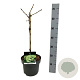 Ginkgo bil. 'Mariken' 40 cm stam 4,5L