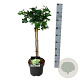 Ginkgo bil. 'Mariken' 40 cm stam 4,5L