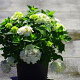 Hydrangea m. 'Blushing Bride' 60-80 cm 20L