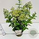 Hydrangea pan. Bobo 30-40 cm 3,0L