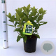 Hydrangea pan. Dart's Little Dot 25-30 cm 2,5L