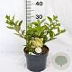 Hydrangea pan. 'Grandiflora' 30-40 cm 3,0L