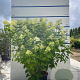 Hydrangea pan. 'Limelight' 100-125 cm 20L
