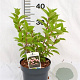 Hydrangea pan. Living Pink & Rose 30-40 cm 3,0L