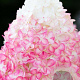Hydrangea pan. Living Pink & Rose 30-40 cm 3,0L