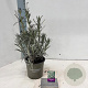 Lavandula ang. 'Alba' 25-30 cm P15