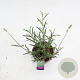 Lavandula ang. 'Alba' 25-30 cm P15