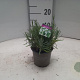 Lavandula ang. 'Arctic Snow' 15-20 cm P12