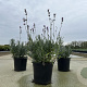 Lavandula ang. 'Dwarf Blue' 15-20 cm C1