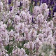 Lavandula ang. 'Hidcote Pink' GM P9