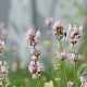 Lavandula ang. 'Loddon Pink' GM P9