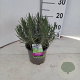 Lavandula ang. 'Munstead' 25-30 cm P15