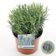 Lavandula ang. 'Munstead' 25-30 cm 5,0L