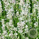 Lavandula ang. 'Silbermöwe' GM P9