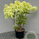 Hydrangea pan. 'Phantom' 40-60 cm 3,0L