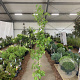 Liquidambar styraciflua 175-200 cm 10L met stok geveerd