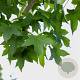 Liquidambar s. 'Parasol' 12-14 HO draadkluit geveerd