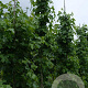 Liquidambar s. 'Rotundiloba' 12-14 HO draadkluit geveerd