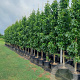 Liquidambar s. 'SlenderSilhouette' 16-18 cm cont. 110L geveerd