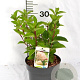 Hydrangea pan. 'Silver Dollar' 40-50 cm 3,0L