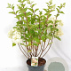 Hydrangea pan. 'Silver Dollar' 40-60 cm 5,0L