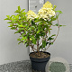 Hydrangea pan. 'Silver Dollar' 40-60 cm 5,0L