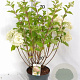 Hydrangea pan. 'Silver Dollar' 40-60 cm 5,0L