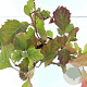 Hydrangea quercifolia 30-40 cm 2,5L