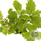 Hydrangea quercifolia 30-40 cm 2,5L