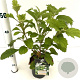 Hydrangea quercifolia 30-40 cm 2,5L