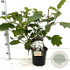 Hydrangea querc. Snow Queen 30-40 cm 2,5L