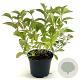 Hydrangea serrata koreana 30-40 cm 3,0L